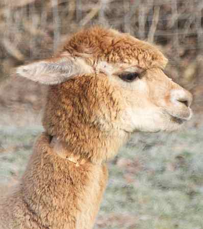 alpaca for sale.jpg